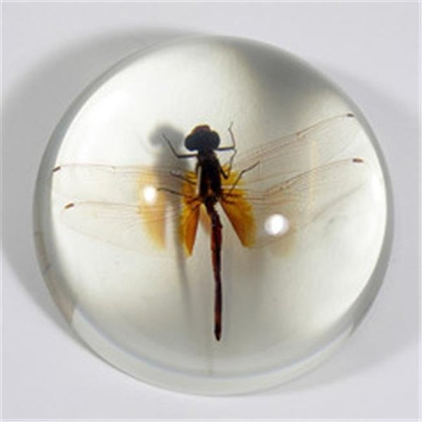 Ed Speldy East Ed Speldy East SS220 Dragonfly Dome - Clear SS220
